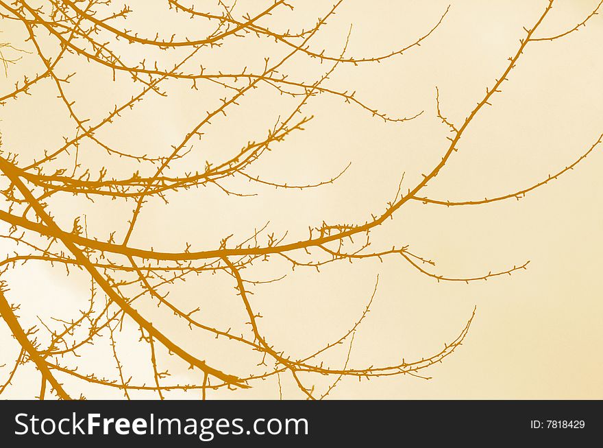 Silhouette of branches of tree