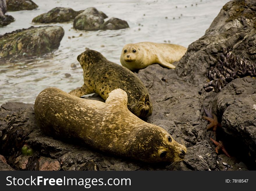 Seals on Rocks