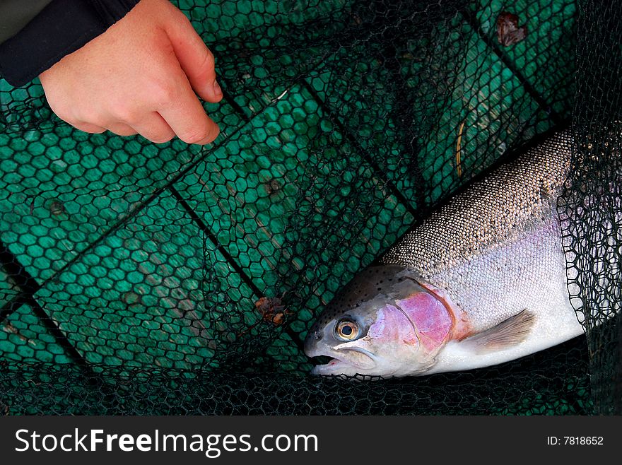 Trout and children's hand on background of fishing network