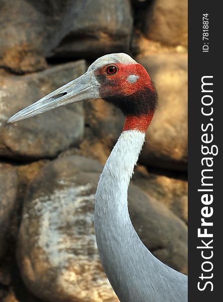 Closeup of painted stork looking great.