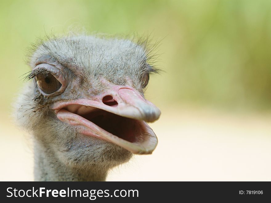 Head of ugly, dirty ostrich. Shallow depth of field with the background out of focus. Head of ugly, dirty ostrich. Shallow depth of field with the background out of focus.