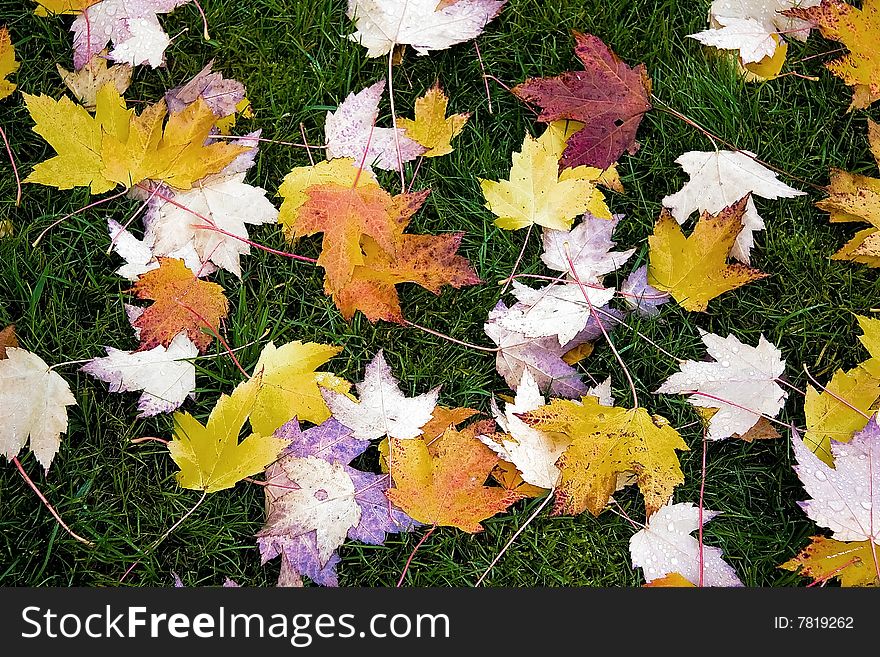 Colorful autumn leaves scattered random over grass. Colorful autumn leaves scattered random over grass.