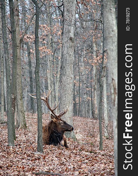 Bull elk resting in forest