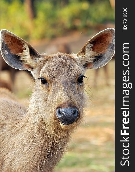 Chinkara Deer