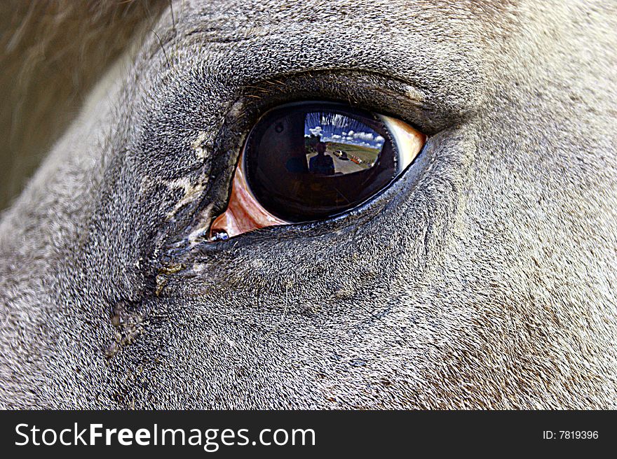 Horse Eye Reflection.