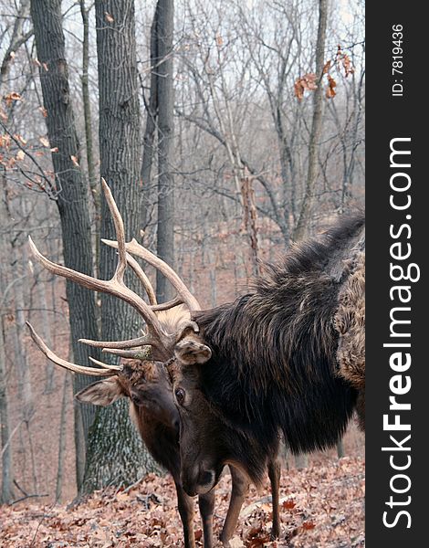 Two bull elks in forest