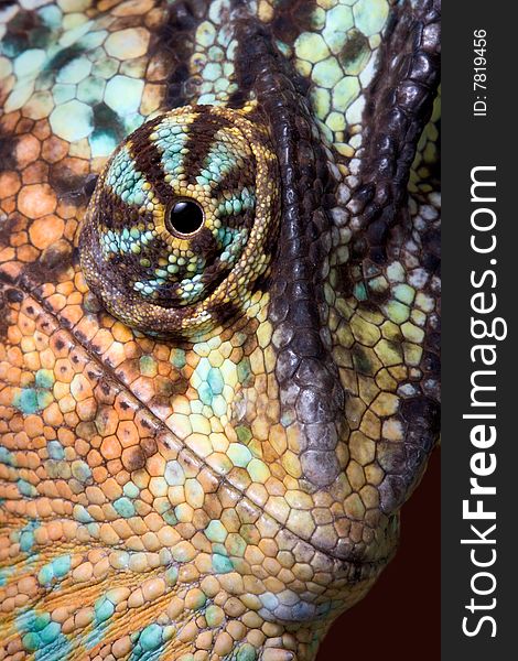 A veiled chameleon is looking close-up at the camera. A veiled chameleon is looking close-up at the camera.