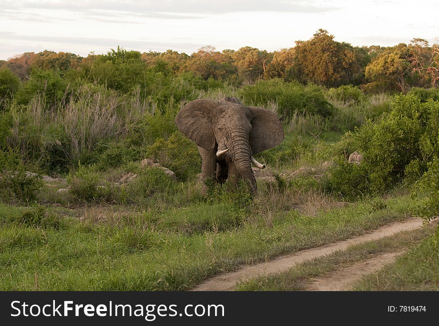 Elephant In Kruger Park