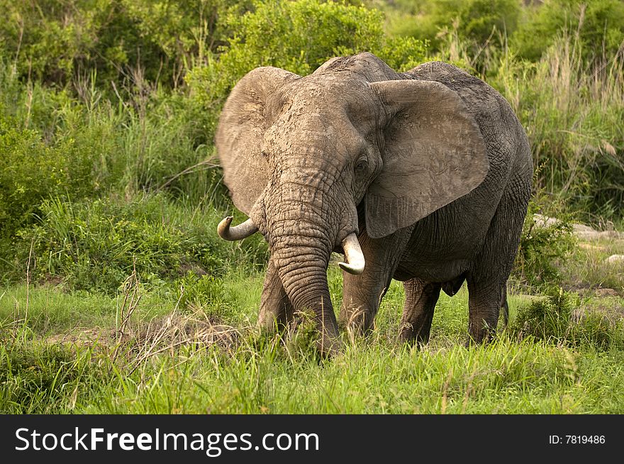 Elephant In Kruger Park