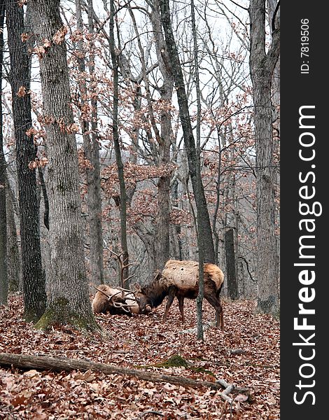 Bull elk fight in forest. Bull elk fight in forest