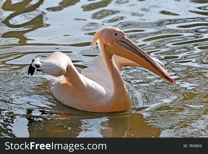Pink pelican lookin great in lake.