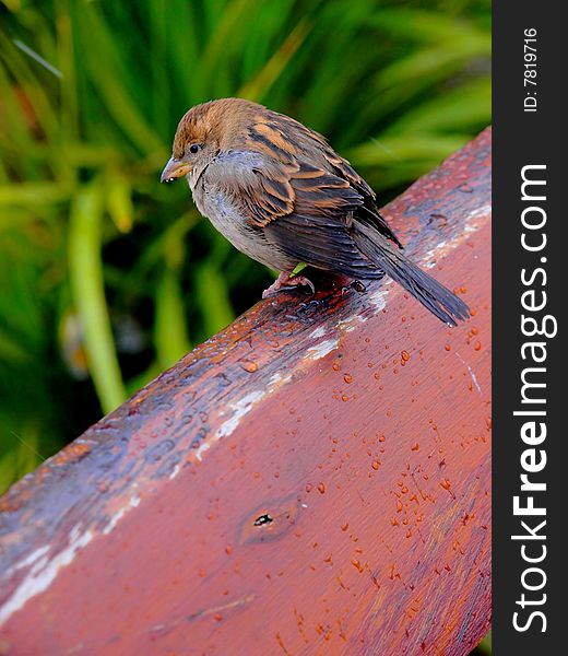 A little bird on the wood