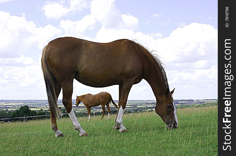 Two horses in a hill top meadow. Two horses in a hill top meadow.