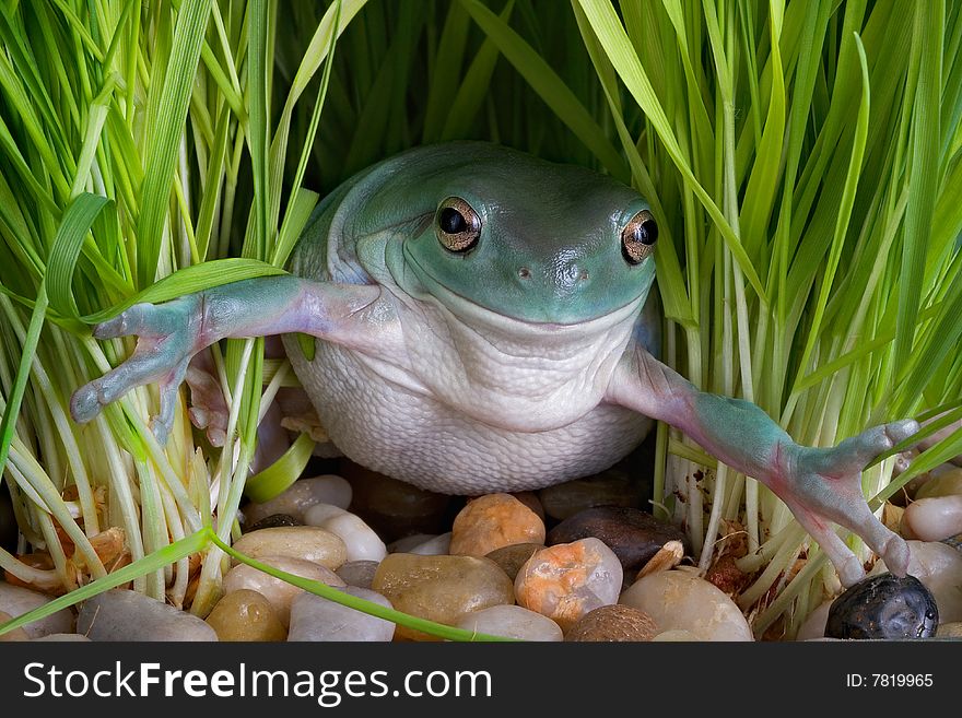 A whites tree frog is holding back the grass with his front feet. A whites tree frog is holding back the grass with his front feet.