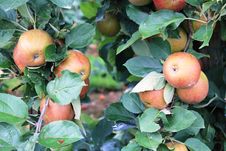 Apples On The Tree Royalty Free Stock Photos Apples On The Tree Royalty Free Stock Photos