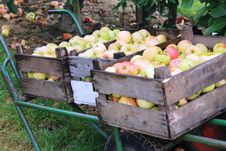 Apples In Steinsel. Luxembourg Stock Photography