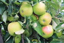 Apples On The Tree In Steinsel. Luxembourg Royalty Free Stock Photos