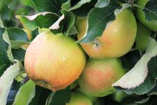 Apples On The Tree In Steinsel. Luxembourg Stock Photography