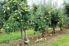 Apples On The Tree In Steinsel. Luxembourg Stock Photo Apples On The Tree In Steinsel. Luxembourg Stock Photo
