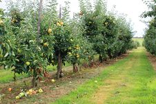 Apples On The Tree In Steinsel. Luxembourg Stock Image