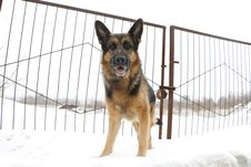 German Shepherd Dog Is Guarding An Object Royalty Free Stock Photography