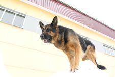 German Shepherd Dog Is Guarding An Object Stock Photo