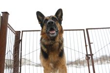 German Shepherd Dog Is Guarding An Object Stock Images