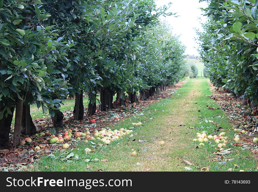 Apples On The Tree In Steinsel. Luxembourg