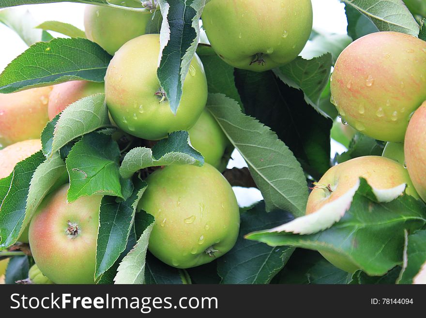 Apples. Fruits of the apple trees. The apple is a deciduous tree. Blossoms are produced in spring simultaneously with the budding of the leaves, and are produced on spurs and some long shoots. The fruit matures in late summer or autumn, and varieties exist with a wide range of sizes. Apples. Fruits of the apple trees. The apple is a deciduous tree. Blossoms are produced in spring simultaneously with the budding of the leaves, and are produced on spurs and some long shoots. The fruit matures in late summer or autumn, and varieties exist with a wide range of sizes.