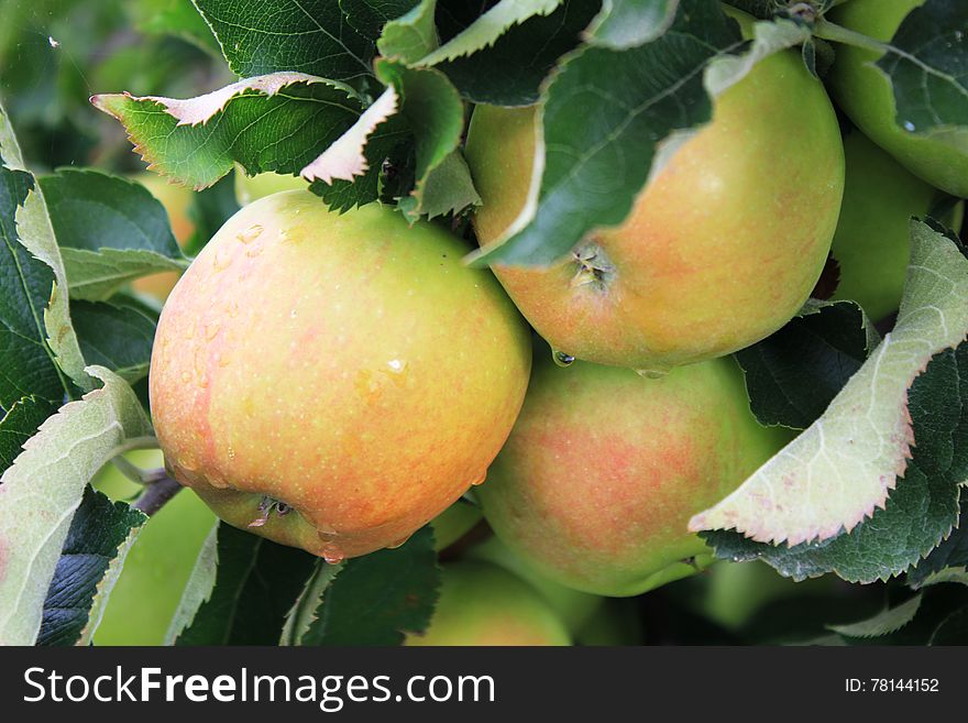 Apples. Fruits of the apple trees. The apple is a deciduous tree. Blossoms are produced in spring simultaneously with the budding of the leaves, and are produced on spurs and some long shoots. The fruit matures in late summer or autumn, and varieties exist with a wide range of sizes. Apples. Fruits of the apple trees. The apple is a deciduous tree. Blossoms are produced in spring simultaneously with the budding of the leaves, and are produced on spurs and some long shoots. The fruit matures in late summer or autumn, and varieties exist with a wide range of sizes.