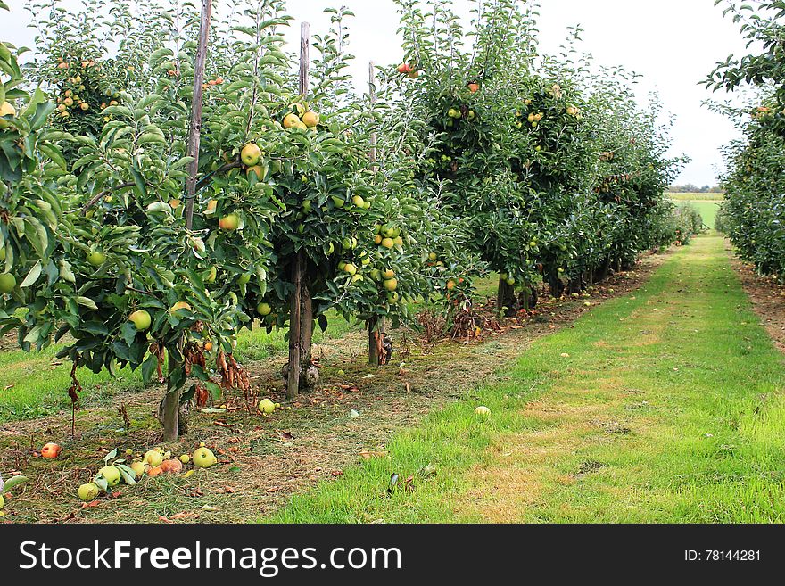 Apples. Fruits of the apple trees. The apple is a deciduous tree. Blossoms are produced in spring simultaneously with the budding of the leaves, and are produced on spurs and some long shoots. The fruit matures in late summer or autumn, and varieties exist with a wide range of sizes. Apples. Fruits of the apple trees. The apple is a deciduous tree. Blossoms are produced in spring simultaneously with the budding of the leaves, and are produced on spurs and some long shoots. The fruit matures in late summer or autumn, and varieties exist with a wide range of sizes.