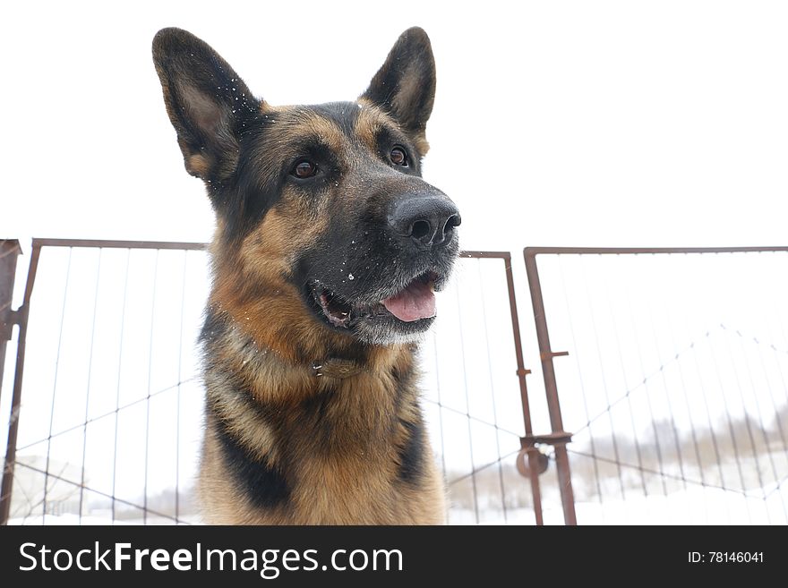 German shepherd dog on snow in winter day