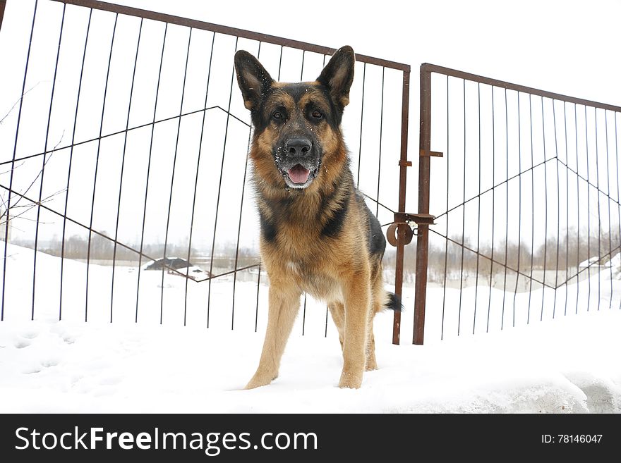German shepherd dog is guarding an important object in winter. German shepherd dog is guarding an important object in winter