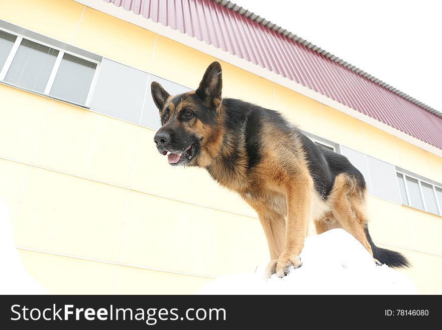 German Shepherd Dog Is Guarding An Object