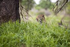 Leopard Resting Stock Photos Leopard Resting Stock Photos