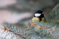 Free Great Tit Royalty Free Stock Photos - 7820288