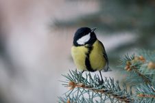 Free Great Tit Stock Image - 7820301
