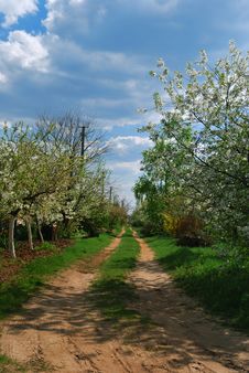 Rural Road With Flowers Trees Royalty Free Stock Photography