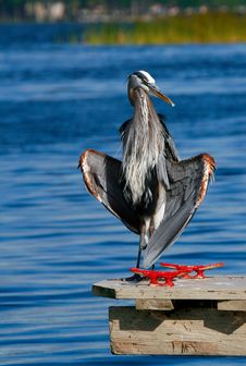 Great Blue Heron Stock Image Great Blue Heron Stock Image