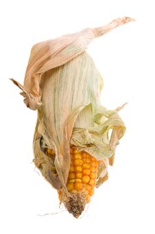 Dried Corn Isolated Stock Photos Dried Corn Isolated Stock Photos
