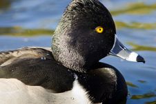 Ring Necked Duck Stock Images