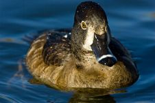 Ring Necked Duck Royalty Free Stock Images Ring Necked Duck Royalty Free Stock Images