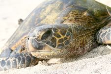Hawaiian Sea Turtle Stock Photos Hawaiian Sea Turtle Stock Photos