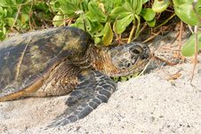 Hawaiian Sea Turtle Royalty Free Stock Photo Hawaiian Sea Turtle Royalty Free Stock Photo