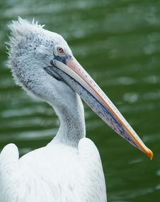 Dalmatian Pelican Royalty Free Stock Photography Dalmatian Pelican Royalty Free Stock Photography
