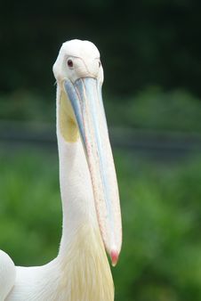 Great White Pelican Royalty Free Stock Image