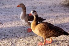Geese Royalty Free Stock Images Geese Royalty Free Stock Images