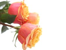 Three Tender Pink-yellow Roses Stock Photos Three Tender Pink-yellow Roses Stock Photos