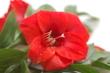 Red Lily With Big Green Leaves Stock Photo Red Lily With Big Green Leaves Stock Photo