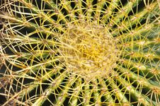 Succulent Plant Royalty Free Stock Photography Succulent Plant Royalty Free Stock Photography